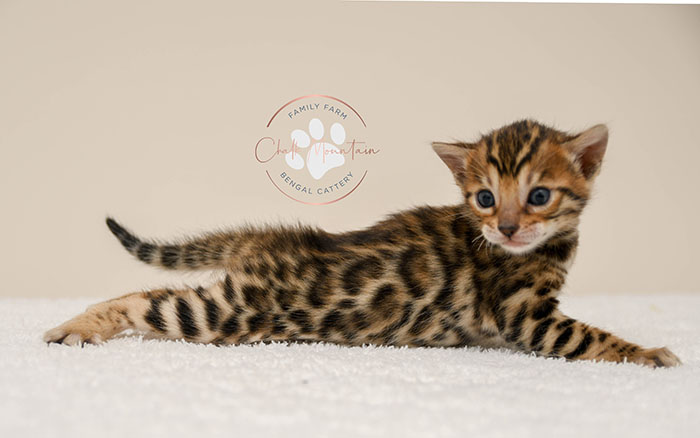 Bengal kitten for sale